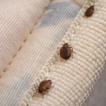 bed bugs on mattress seam