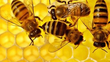 Bee and bug removal